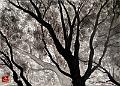 encre de chine_0023